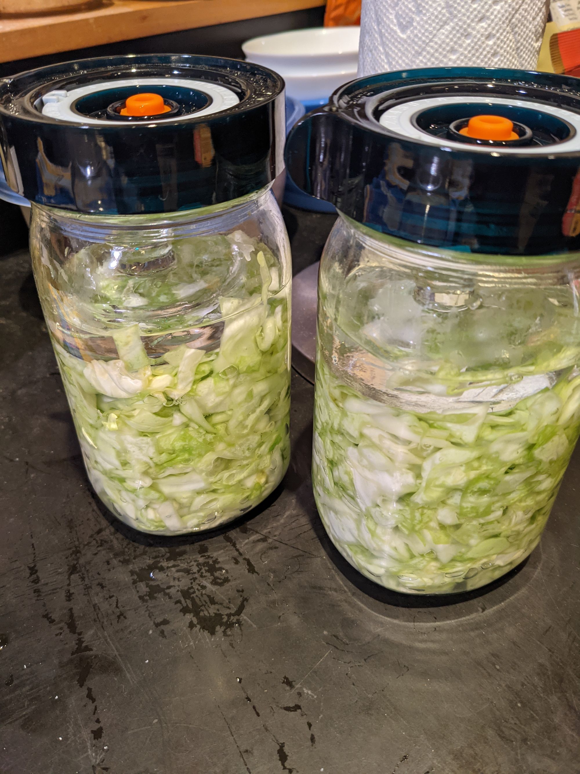 Cabbage Experiment 1