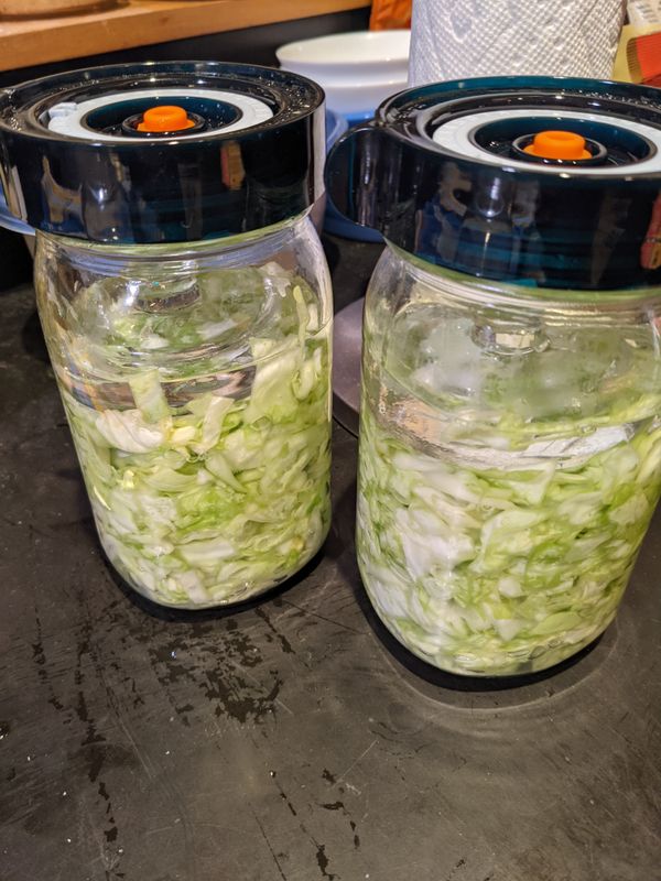 Cabbage Experiment 1